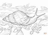 Snail Coloring African Pages Giant Land Animals Drawing Printable Safari Caracol Dibujos Africano Print Drawings Color Dot Del sketch template