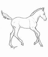 Foal Lineart Foals Outline Fohlen Ausmalbilder Breeding Pferde Zeichnen sketch template
