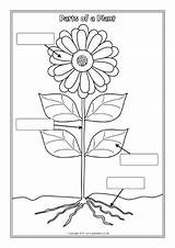 Plant Parts Worksheets Labelling Sparklebox Flower Plants Coloring Colouring Kids Printable Pages Nursery Lessons Grade Science Boy sketch template
