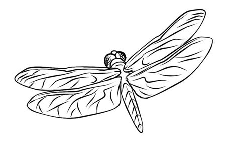 dragonfly colouring pictures coloring pages coloring pages  kids