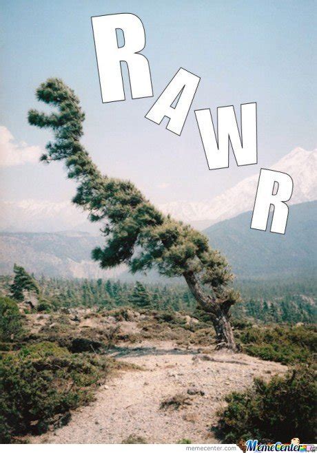 30 most funniest tree meme pictures and photos