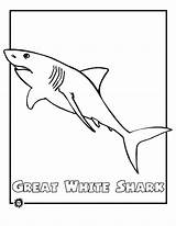 Shark Coloring Great Pages Color Animals Printable Print Animal Sheet sketch template