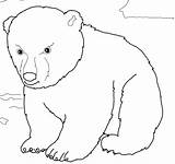 Oso Orso Colorare Urso Disegni Osos Cub Polare Tierno Polares Ours Bambini Supercoloring Orsi Polaires Bianco Tiernos Cucciolo Raskrasil Bebé sketch template