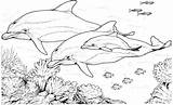 Dolphin Coloring Pages Dolphins Printable Realistic Swimming Animals Color Sheets Dolfijn Adults Super sketch template