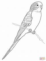 Coloring Parrot Budgerigar Budgie Pages Printable Perruche Coloriage Bird Supercoloring Print Colouring Drawing Imprimer Budgerigars Parakeet Adult Color Click Parrots sketch template