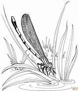 Damselfly Dragonfly Dragonflies Libellen Waterjuffer Foglia Kleurplaten Designlooter Damigella Stampare Disegno sketch template