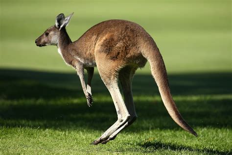 populer  gambar hewan kangguru goodgambar