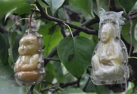 chinese buddha shaped pears
