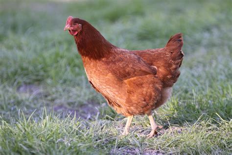 laying hens  sale   dream farms