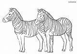 Zebra Zebras Coloring Zootiere Ausmalen Malvorlage Kostenlos Zootier Malvorlagen sketch template