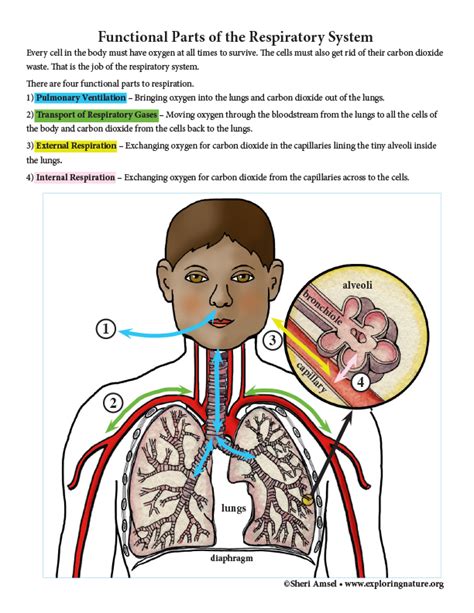functional parts   respiratory system