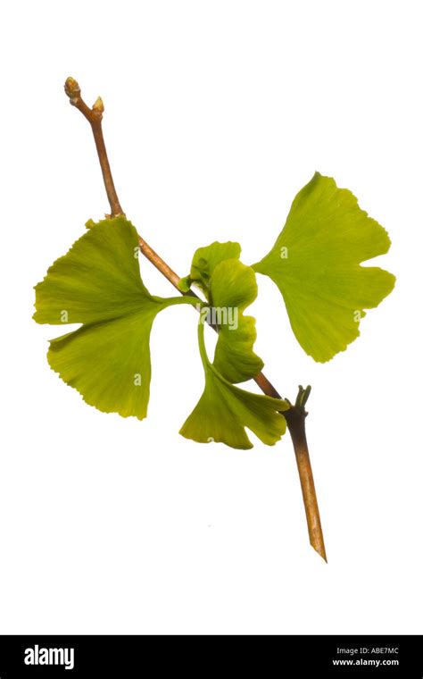 maidenhair  ginkgo tree leaves unusual leaf shapes surrey england