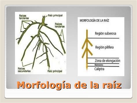 Morfologia De La Raiz