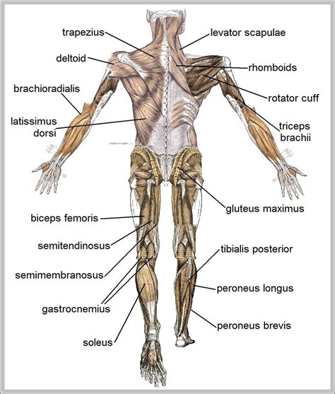 mans muscular anatomy diagram