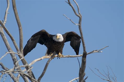 bald eagle  flight rich keen friends   front range