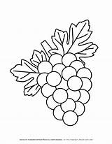 Grapes Planerium sketch template