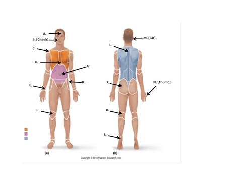 Body Regions And Directional Terms Diagram Quizlet