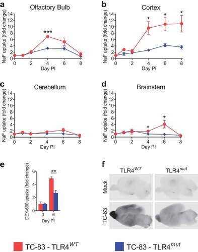 full article toll  receptor  mediates blood brain barrier