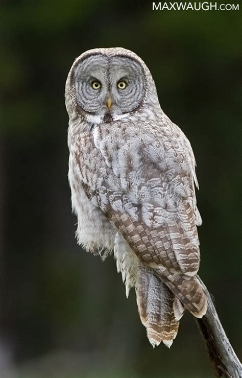 great gray owl  ghost   forest max waugh raptor bird  prey