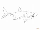 Shark Coloring Pages Great Drawing Printable Silhouettes Conf Bpsc sketch template
