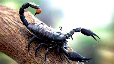 Nothing Cooler Black Widow Vs Scorpion In Ultimate