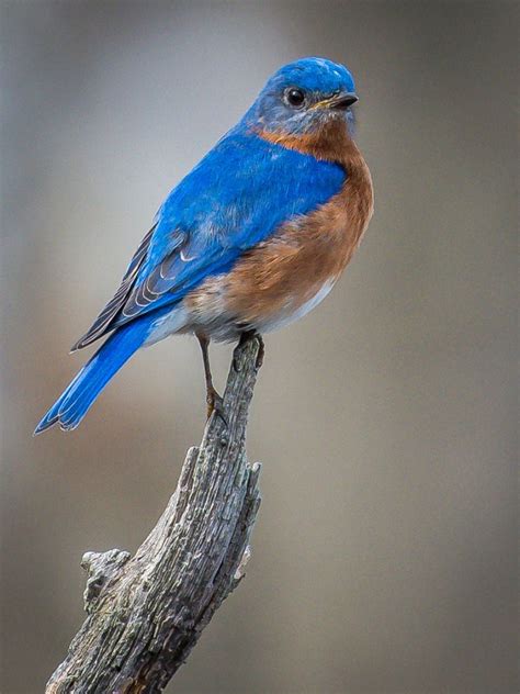 attracting bluebirds   bluebirds      property