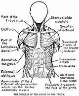 Anatomy sketch template