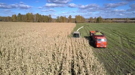 ensilage harvester gathers corn foliage  green fodder stock footage