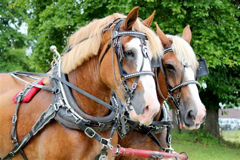 horses pulling cart  stock photo public domain pictures