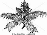 Ailanthus Altissima Clipart Clipground Heaven Tree sketch template