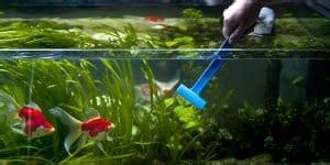 membersihkan kaca aquarium  kerak rumahliacom