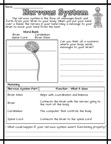 nervous system worksheets teaching resources