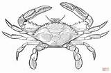 Crab Colorare Granchio Reale Disegni Supercoloring Krabben Ausmalbilder Disegnare Granchi Cerca sketch template