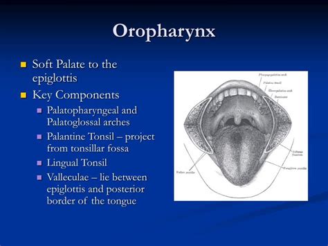 diseases  pharynx  larynx powerpoint  id