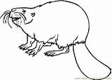 Beaver Coloring Pages Printable Animals Color sketch template