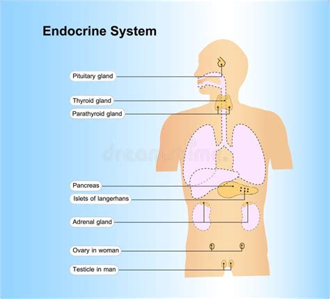 endocrien systeem menselijke anatomie stock illustratie illustration  organen lever