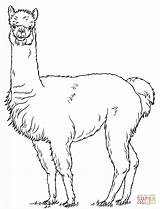 Drawing Alpaca Lama Llama Animal Zeichnung Google Ca Coloring sketch template