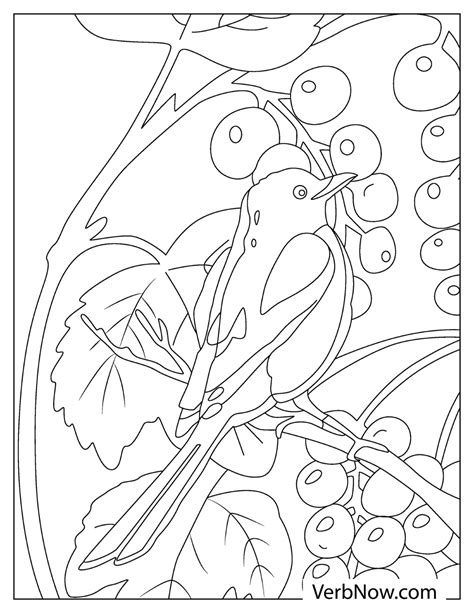 robin coloring pages book   printable  verbnow