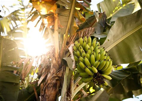 banana trees grow  journey  sprout  fruit cluster