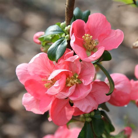 buy flowering quince chaenomeles superba pink lady