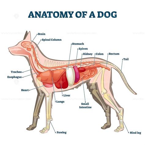 anatomy  dog   organ structure examination vector illustration vector illustration