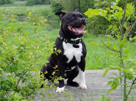 staffordshire bull terrier breed guide learn   staffordshire bull terrier