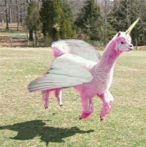 11 Best Images About Llamacorn On Pinterest A Unicorn