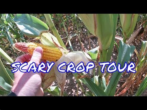 scary crop  youtube