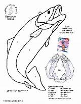 Trout Rainbow Stained Glass 2302 Pattern Drawing Template sketch template