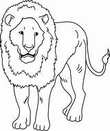 Clip Lion Clipart Drawing Coloring Lions Line Roar Sweetclipart Asiatic Webstockreview Paintingvalley sketch template
