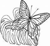 Farfalle Coloratutto sketch template