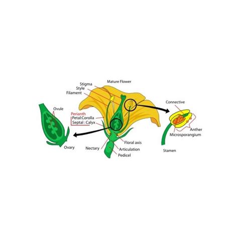Male And Female Reproductive Parts Of A Flower How Plants
