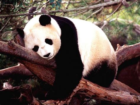 giant panda national geographic wallpaper  fanpop