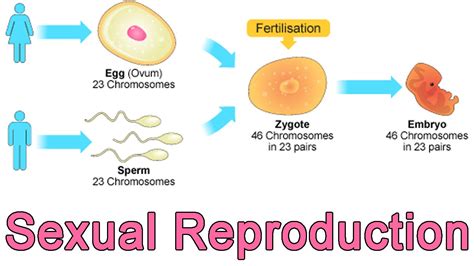 Biology Notes For Class11th 12th And Neet Biology Blog